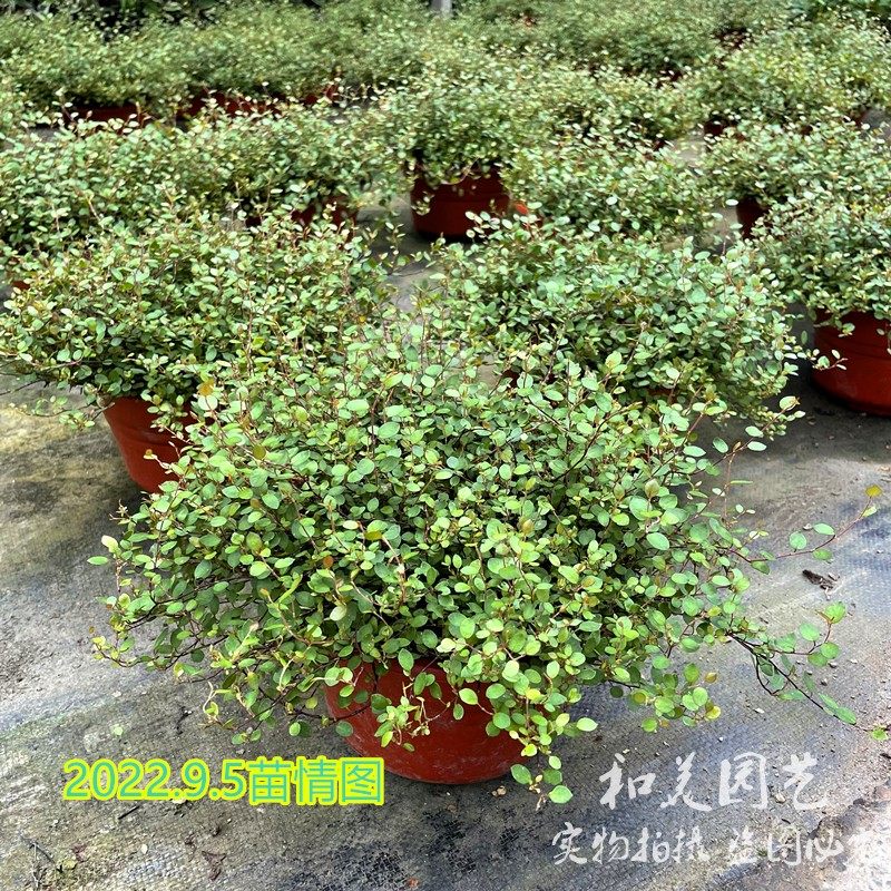 室内外垂吊盆栽 千叶吊兰 婚纱吊兰 千叶兰大盆 常绿易养 包邮,鲜花速递/花卉仿真/绿植园艺,绿植,淘宝优惠券,粉丝福利购,淘宝优惠卷