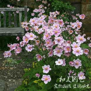 秋牡丹 野棉花 日系银莲花 荷包牡丹花盆栽 芍药盆栽 花镜植物