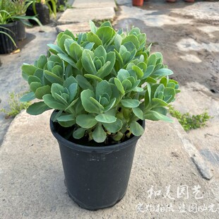 八宝景天大盆 三七景天 庭院阳台多年生肉类 华丽景天花镜植物