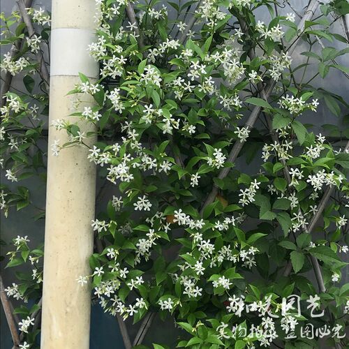 风车茉莉清香爬藤植物络石藤