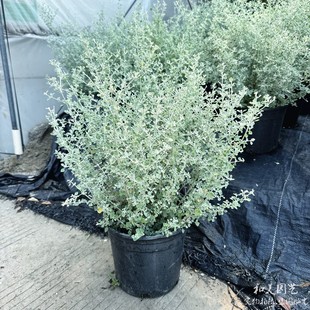 银叶仓鼠 布什浆果藜 多年生银色小灌木 耐热耐寒常绿观叶植物