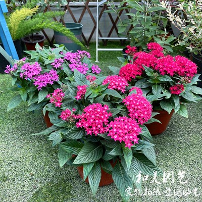 五星花草本花卉阳台夏秋花期长