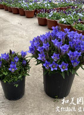 龙胆庭院宿根耐寒冬春
