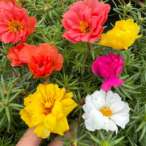 耐热太阳花盆栽重瓣马齿苋