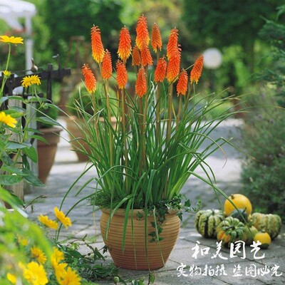 火炬花宿根花卉庭院夏季