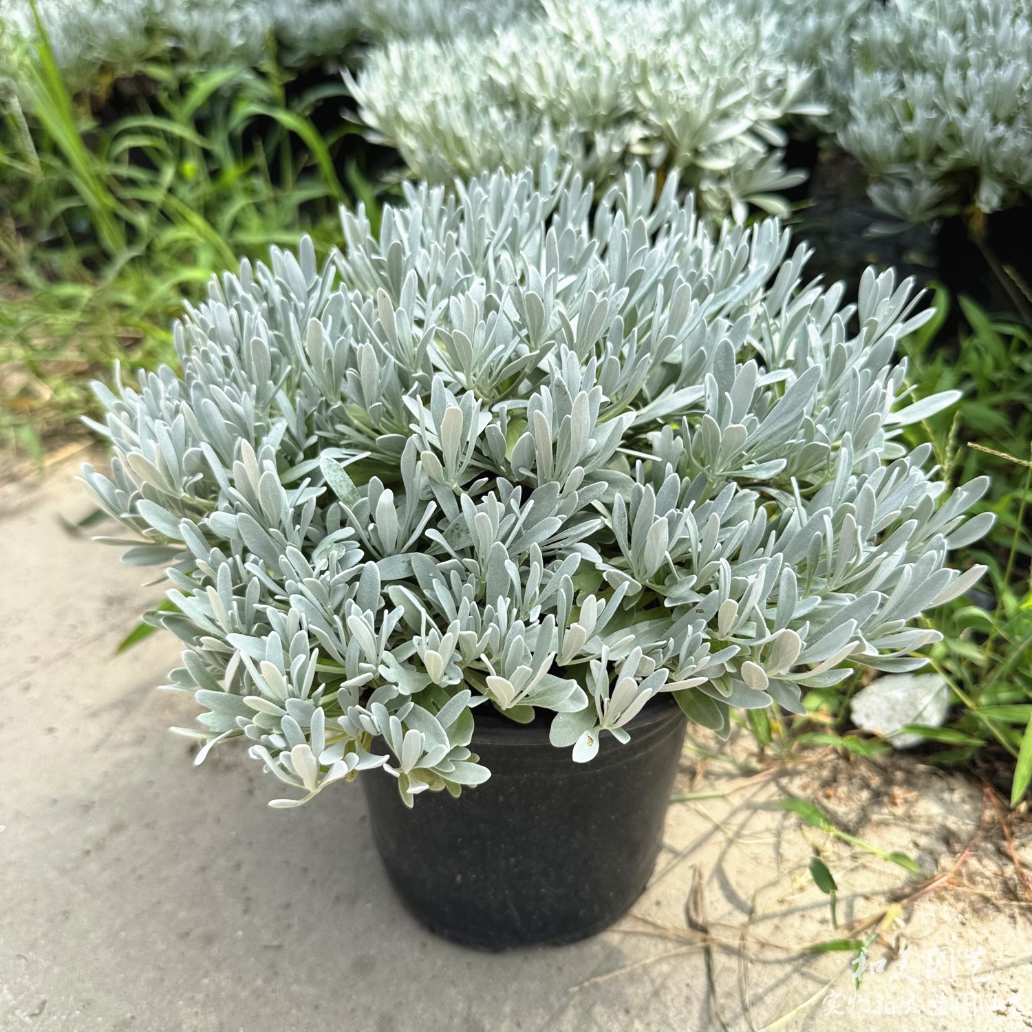 芙蓉菊大苗耐热银色观叶植物包邮