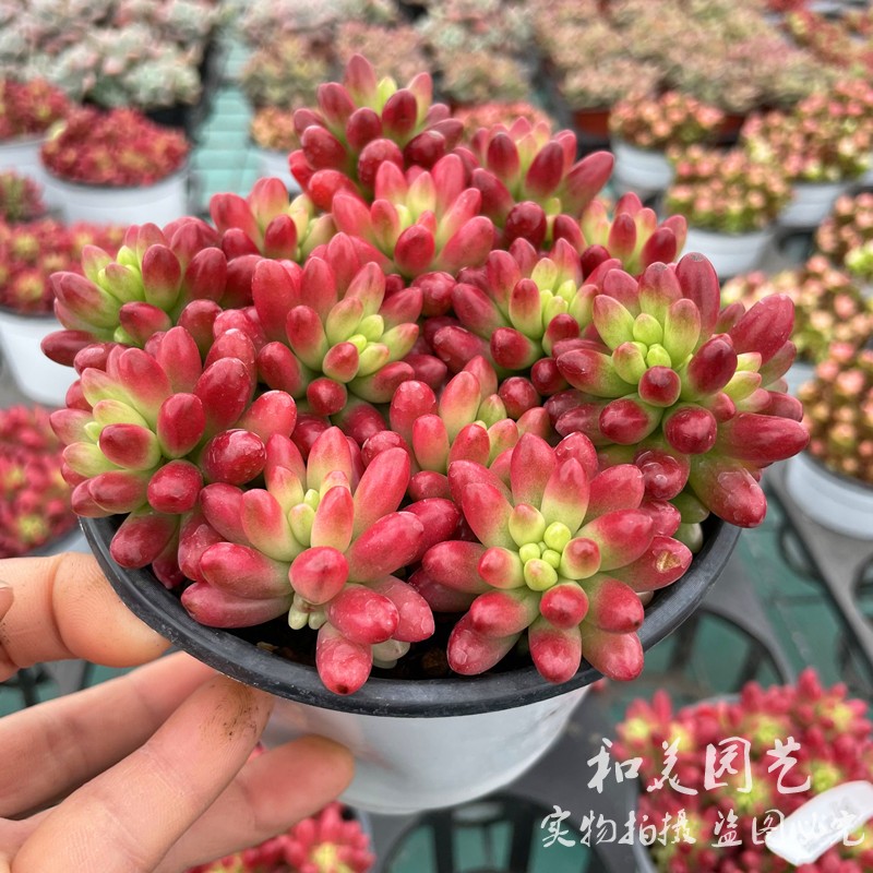 黑豆锦  石头花 小球玫瑰 浆果锦 彩色精品多肉植物  易养包邮