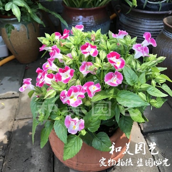 夏堇草本阳台庭院夏季耐热图片