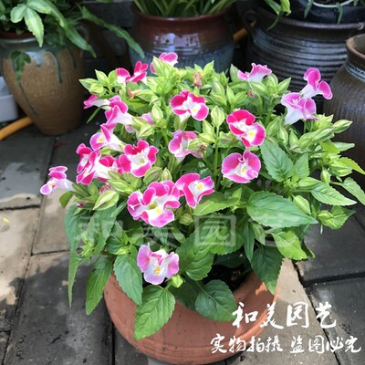 夏堇草本阳台庭院夏季耐热