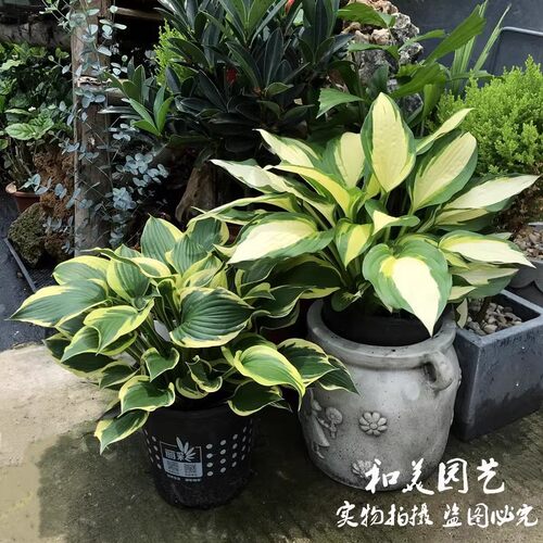 金边玉簪盆栽 黄金万两 加拿大蓝 巨无霸 多年生宿根耐阴花镜植物