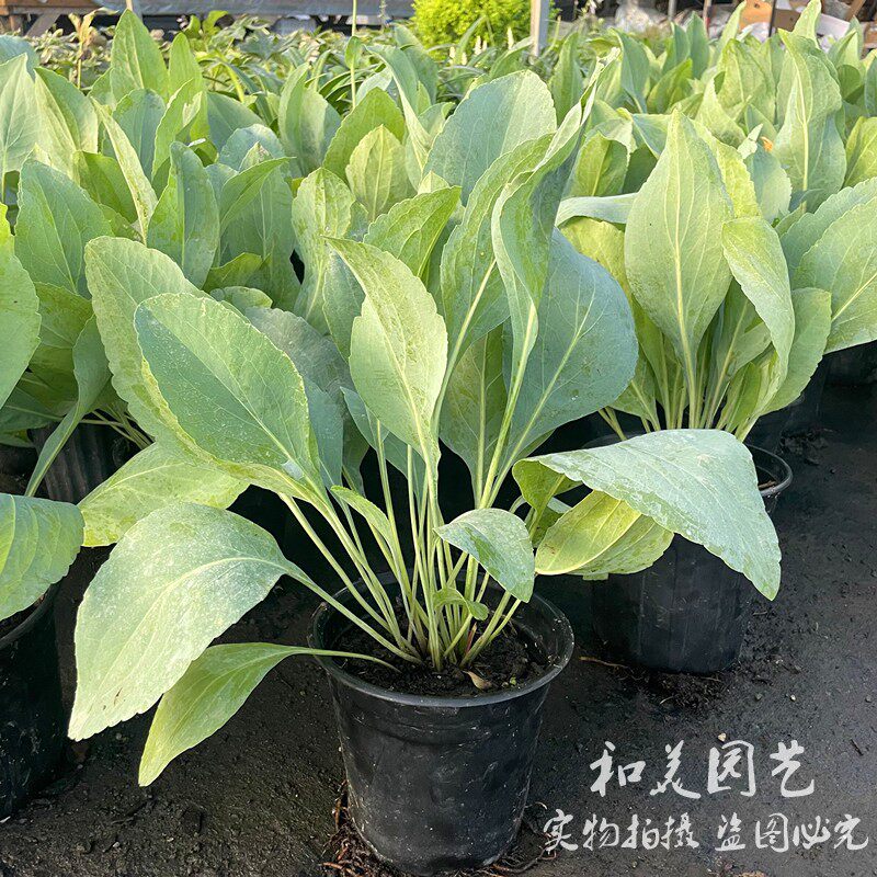 蒲棒菊盆栽 金光菊 庭院阳台多年生宿根花镜植物 银色观叶花卉