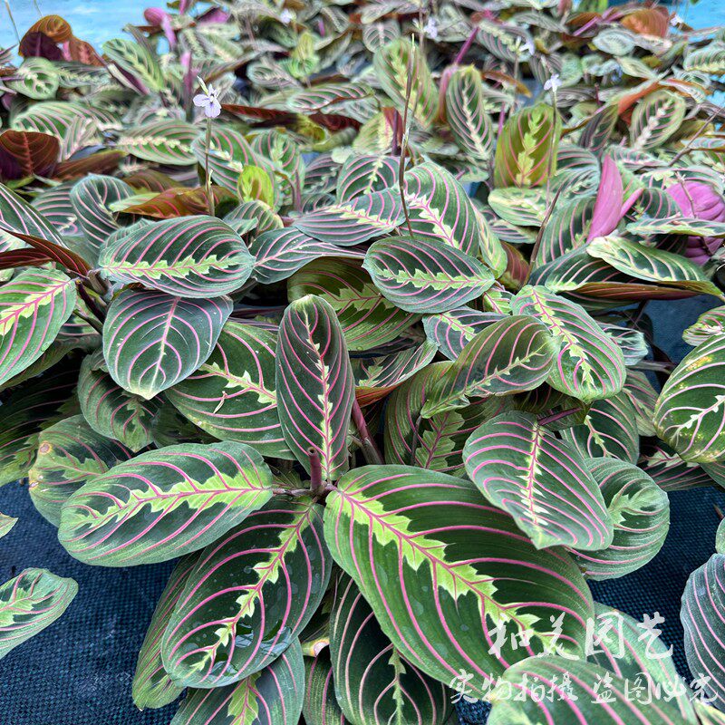 叶蝉竹芋盆栽 红蜻蜓红脉竹芋 稀有青脉叶婵 ins风室内彩叶竹芋