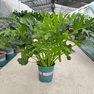 小天使盆栽 春芋春羽  喜林芋 四季常绿 绿植可水培 包邮