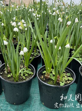 进口雪片莲盆栽 雪滴花 白色小铃铛 多年生半阴类根球花卉