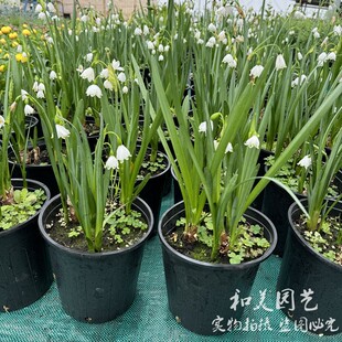 进口雪片莲盆栽 雪滴花 白色小铃铛 多年生半阴类根球花卉