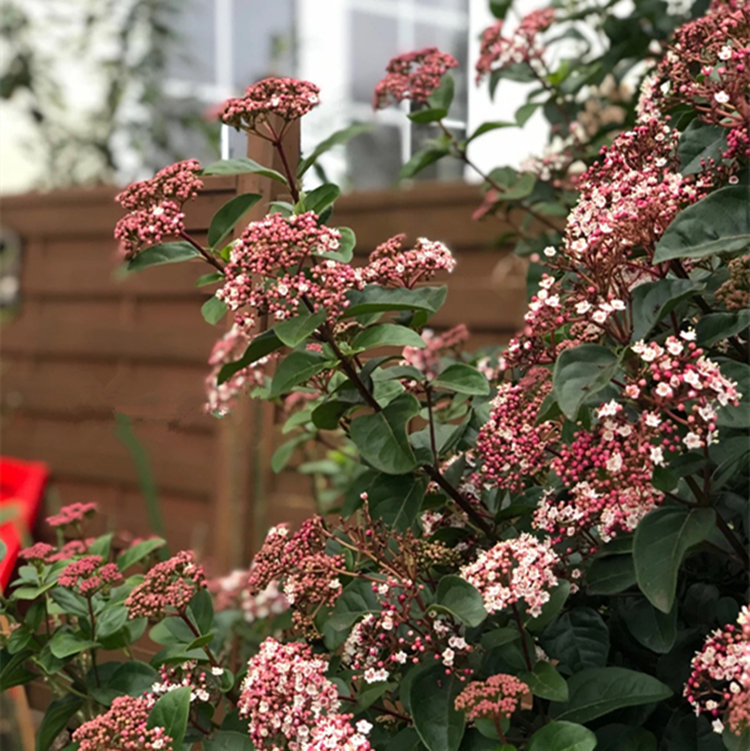 地中海荚迷常绿灌木花卉