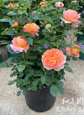 果汁阳台庭院多年生花卉藤本月季