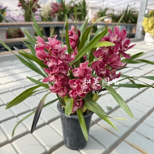 精品桌面洋兰盆栽 大花惠兰 日本香兰 多年生雅致兰花 翡翠绿洋兰