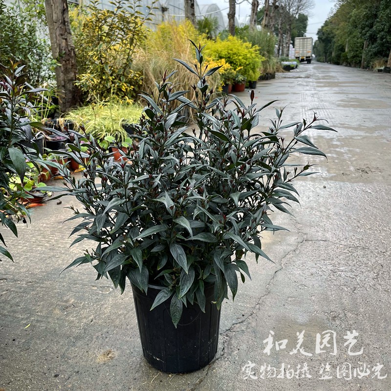 耐寒紫叶马兰喜雅盆栽  多年生常绿木本花卉 花镜植物 蓝花 包邮