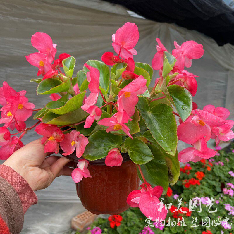 四季海棠盆栽 比格海棠 花期较长 庭院阳台盆栽花卉 包邮