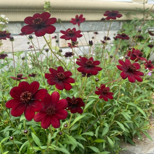 巧克力秋英红花波斯菊