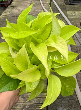 黄金葛室内绿植耐阴稀有品种盆包