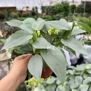 赤道翡翠 哈斯塔姆蔓绿绒 室内银灰观叶植物 特色小众质感绿植