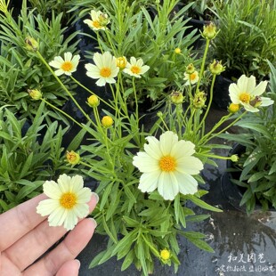 金鸡菊小闹钟 小花金鸡菊 大花金鸡菊 大花天人菊 耐热耐晒花卉