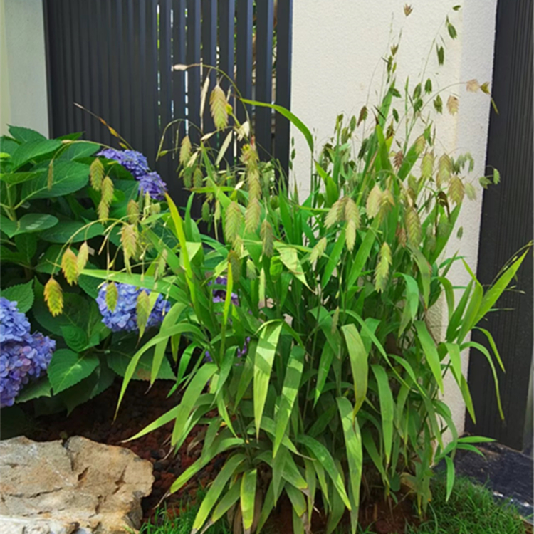 小盼草宿根植物庭院夏秋