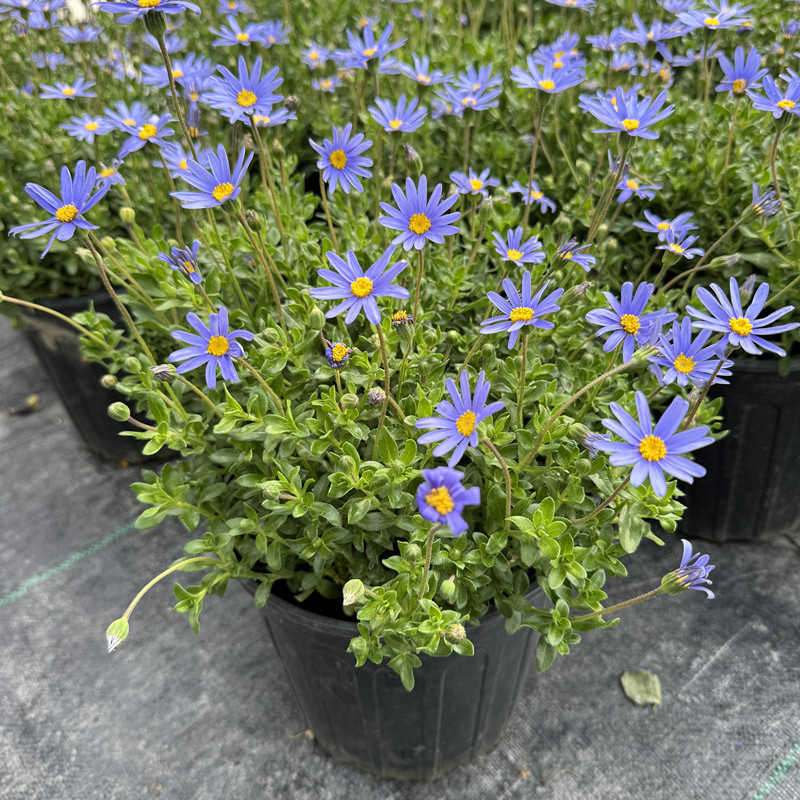 蓝色玛格丽特  蓝玛 蓝费利菊 狭叶马兰  宿根马兰 清新淡蓝小野