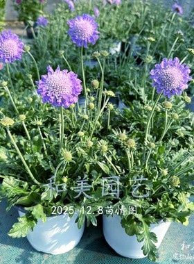 蓝盆花盆栽带花发 松虫草 耐寒多花蓝盆花 冬春庭院阳台花卉