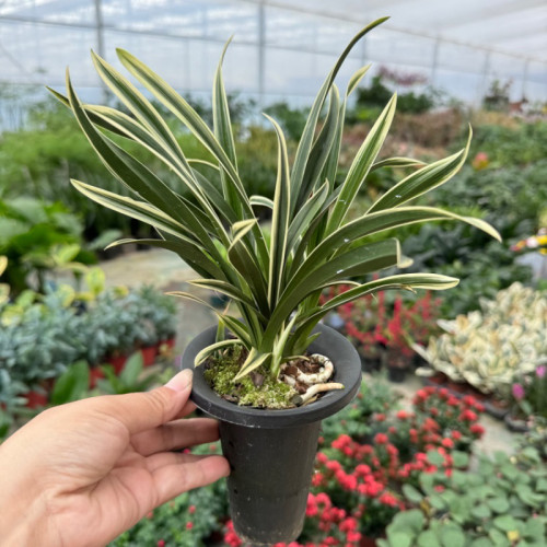 精品兰花小凤凰 神童冠  千金兰矮种桌面金边凤凰兰金边鹤兰花 - 封面