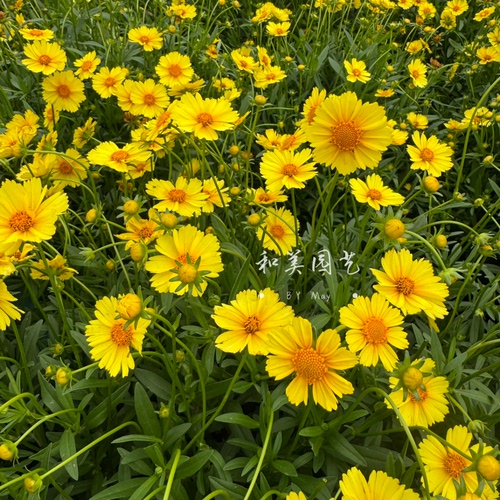 大花金鸡菊金鸡菊庭院夏耐热耐晒