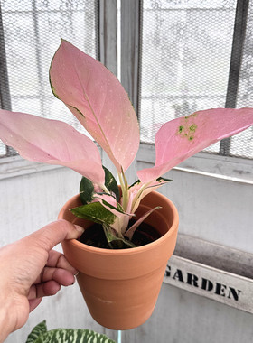 耐阴彩叶植物粗肋草幸运天使