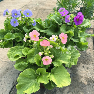 四季樱花成品盆栽带花发 高杆报春 耐寒冬春丰花盆栽 花期较长