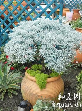 芙蓉菊大苗耐热银色观叶植物包邮