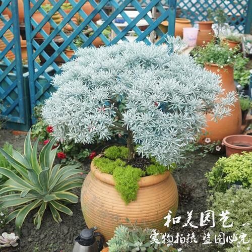 芙蓉菊大苗耐热银色观叶植物包邮