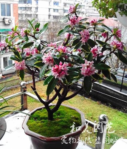 芳香花卉盆栽金边瑞香