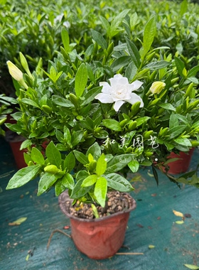 芳香大苗芳香大苗多年生栀子花