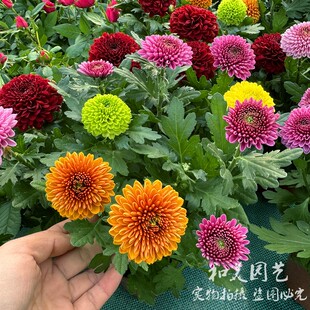 草莓熊泡泡菊 荷兰菊 糖果千头菊 珠玉之卵 多年生宿根花镜雏菊