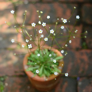 星辰点地梅盆栽 繁星点点清新小白花 耐寒耐阴庭院组盆小植物