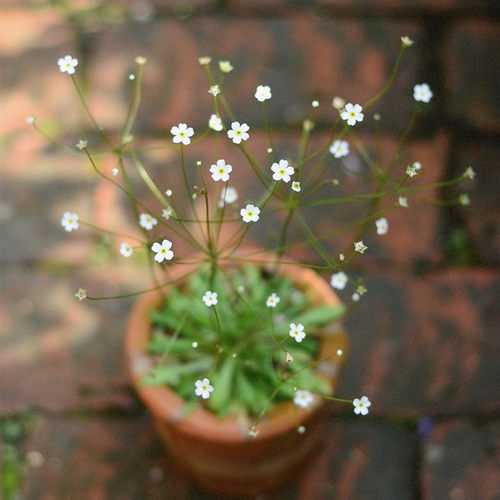 星辰点地梅繁星点点清新小白花