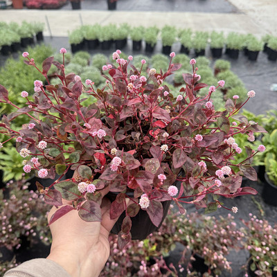 头花蓼草本植物庭院四季