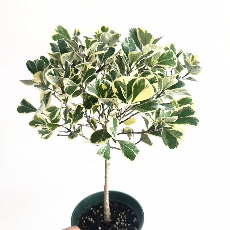 心叶榕锦 ins风花叶三角榕锦 网红心叶观叶植物 耐阴常绿