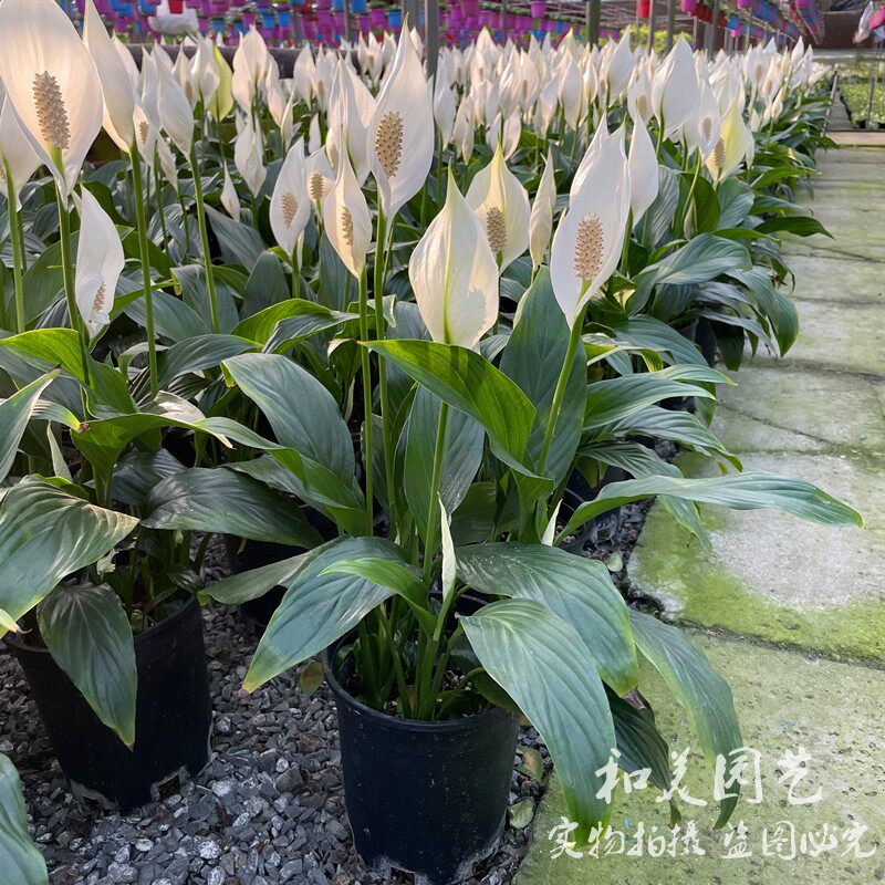 白掌【一帆风顺盆栽】土培 水培白掌  易养植 包邮