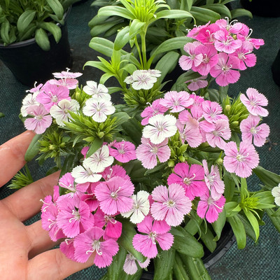 绣球石竹 霹雳石竹 绿绒球 花毯石竹 耐寒石竹梅 花期较长