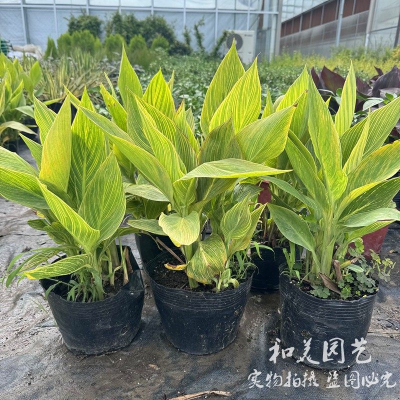 美人蕉盆栽 花叶美人蕉 耐热耐晒耐水湿 多年生花境植物 水生植物