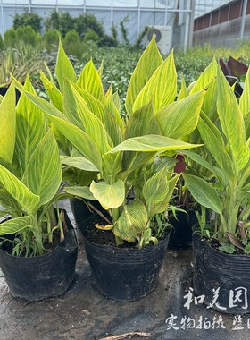 美人蕉盆栽 花叶美人蕉 耐热耐晒耐水湿 多年生花境植物 水生植物