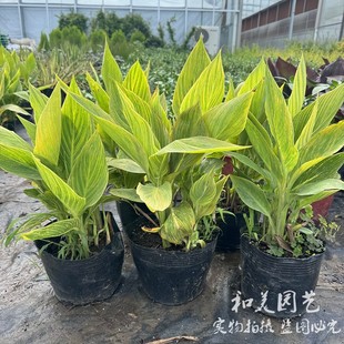 美人蕉盆栽 花叶美人蕉 耐热耐晒耐水湿 多年生花境植物 水生植物