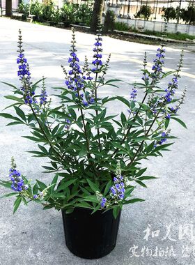 木本植物庭院夏季穗花牡荆